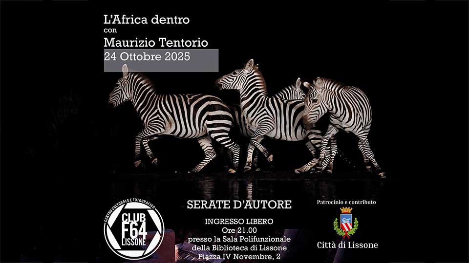 L’Africa-dentro-clubf64 zebre su sfondo nero